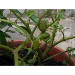 mullaca~ physalis peruviana ~ indonesian ciplukan ~ cecendet ~ ceplukan, cecendet latin = physalis peruviana, linn. synonym = physalis angulata. linn. physalis minina, linn. * * sms= + 6281326220589 * * sms= + 6281901389117 * * sms= + 628587638