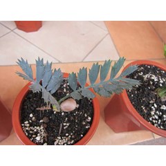 encephalartos horridus seedling grade a ( kode a2) juli 2013 ( terjual)