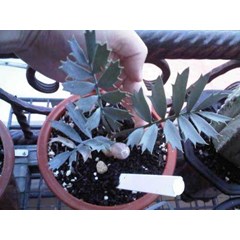 encephalartos horridus seedling grade a ( kode a1) juli 2013