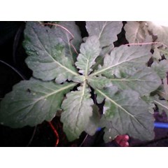 samsit daun dewa ~ umbi dewa segar ~ gynura segetum ( lour) merr. ~ gynura pseudochina ~ indonesian daun dewa ~ umbi dewa ~ samsit, beluntas cina, daun dewa ~ samsit ~ san qi cao * sms= + 62085876389979 * sms= + 6281326220589 * sms= + 6281901389117 * nuri