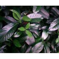 kaca piring, kaca putih ~ gardenia jasminoides ellis ~ sedia daun hijau segar kaca piring sebanyak 3kg/ box untuk anaman dekorasi * * sms= + 6281326220589 * * sms= + 6281901389117 * * sms= + 6285876389979 * * nurida479@ yahoo.com