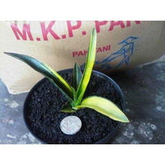sansevieria midnight fountain varigated anakan