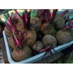 bit ~ bit gula ~ beetroot ~ bit ~ beta vulgaris l.~ famili chenopodiaceae ~ sayur bit segar 10-20kg * * sms= + 6285876389979 * * sms= + 6281326220589 * * sms= + 6281901389117 * * nurida479@ rocketmail.com