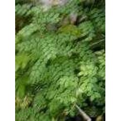 tanaman katuk ~ sauropus androgynus ( l.) merr ~ indonesian katu, memata, simani , cekur manis, cekak manis, tarok manis, so kun mu, ruridama no.., sweet leaf bush, star gooseberry.* * sms= + 6285876389979 * * sms= + 6281326220589 * * sms= + 6281901389117