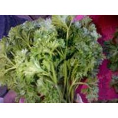 coriandum sativum indonesian= daun ketumbar ( coriandrum sativum) fructus coriandri. english= coriander , cilantro. thailand= phak chee. ready cilantro or coriander leaves= 5 kg > > sms= + 62858-763-89979 > > sms= + 6281-32622-0589 > > sms= + 6281-901-389