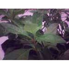 gynura procumbens( lour.) merr. dried 3~ 5kg ~ indonesian sambung nyawa * * sms= + 6285876389979 * * sms= + 6281326220589