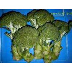 fresh broccoli broccoli ~ brassica oleracea. ~ broccoli fresh vegetables ready 20kg * * sms = + 6281326220589 * * sms = + 6281901389117 * * sms = + 6285876389979 * * nurida479@ rocketmail.com