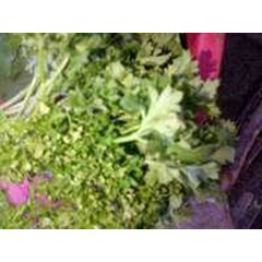 fresh coriandum sativum ~ daun ketumbar ~ fructus coriandri~ coriander , cilantro.~ phak chee. ready fresh leaves= 5 kg > > sms= + 62858-763-89979 > > sms= + 6281-32622-0589 > > sms= + 6281-901-389-117 > > email= nurida479@ yahoo.com * cilantro or coriand