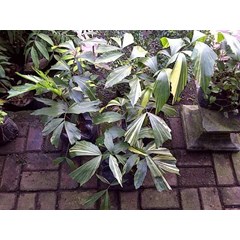 aren variegata