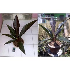 anthurium black dragon