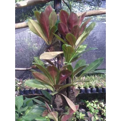 philodendron red nobile