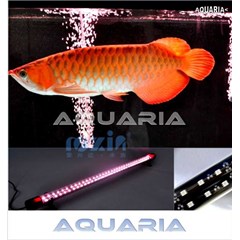 lampu led arowana • arowana led lighting