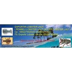 exportir, pembeli, harga lobster air laut jakarta hub 085227902020