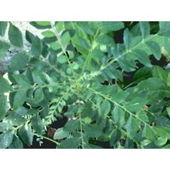 curry tree... curry leaves.... indonesian salam koja ...murraya koenigii ...local= salam koja, daun kari, temurui.. ready plant of curry tree, curry leaves... * * sms= + 62858-7638-9979 * * sms= + 6281-32622-0589 * * sms= + 6281-901-389-117 * * email= nur