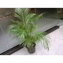 sewa tanaman palem telp. 021-70057111