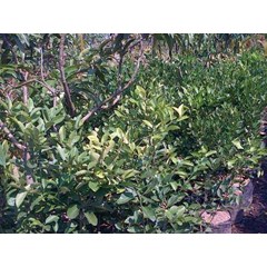 caffir lime ~ indonesian jeruk purut ~ citrushystrix dc ~ caffir lime ~ ready plant of caffir lime 10pot * * nurida479@ yahoo.com * * sms= + 6281-32622-0589 * * sms= + 62858-763-89979 * * sms= + 628 1-901-389-117 * * nurida789@ rocketmail.com