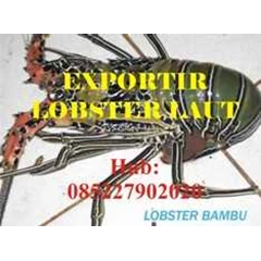 pembeli lobster air laut sulawesi utara manado bitung minahasa kotamubagu, bolaang mongondo hub 085227902020