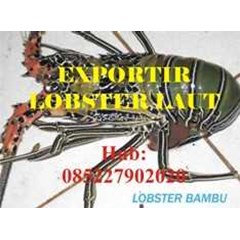 pembeli jual beli harga budidaya lobster air laut jawa timur tuban lamongan surabaya sidoarjo pasuruan probolinggo situbondo panarukan banyuwangi jember lumajang, malang blitar tulungagung trenggalek pacitan hub 085227902020