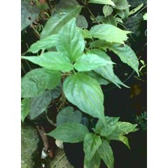 daun belalai gajah ~ clinacanthus nutans sabah ~ snake grass ~ kitajan; gendis * * sms= + 62858-7638-9979 * * sms= + 6281-32622-0589 * * sms= + 6281-901-389-117 * * nurida479@ rocketmail.com