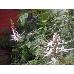 tumbuhan kumis kucing ~ cats whisker ~ orthosiphon stamineus benth.~ remujung ~ misai kucing~ kabling gubat.~ yaa nuat maeo ~ mao xu cao.~ java tea ~ rumput kumis kucing ~ sms= + 62858-763-89979 ~ sms= + 6281-32622-0589 ~ sms= + 6281-901-389-117