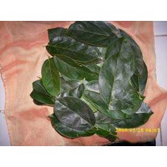 tanaman cincau perdu ~ premna oblongifolia merr ~ indonesian: cincau perdu, cincau hijau, camcau hijau pohon 10kg * * sms= + 628132-622-0589 * * sms= + 6281-901-389-117 * * nurida479@ rocketmail.com