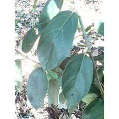 bibit cincau hijau perdu ~ premna oblongifolia merr ~ indonesiann= cincau perdu, cincau hijau, camcau hijau pohon , cincau hijau perdu merambat~ cincau hijau rambat, cincau hijau = 10kg * * sms= + 628132-622-0589 * * sms= + 6281-901-389-117 * * email= nur