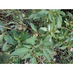khasiat ciplukan ~ morel berry ~ physalis peruviana ~ indonesia cecendet~ ciplukan * * sms= + 6281326220589 * * sms= + 6281901389117 * * sms= + 6285876389979 * * nurida479@ yahoo.com
