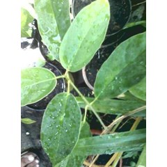 cincau hijau perdu ~ premna oblongifolia merr ~ indonesian= cincau perdu, cincau hijau, camcau hijau pohon 10kg * * sms= + 628132-622-0589 * * sms= + 6281-901-389-117 * * nurida479@ rocketmail.com