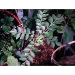 daun salam koja ( murraya koenigii) ~ salam koja, daun kari, temurui.. ~ curry tree, curry leaves... * * sms= + 62858-7638-9979 * * sms= + 6281-32622-0589 * * sms= + 6281-901-389-117 * * email= nurida479@ yahoo.com ~ salam koja ( murraya koenigii ) synoni