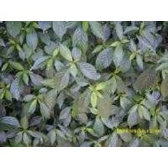 tanaman	 keji beling ~ reulla napifera zoll mor ~ indonesian = daun picah beling; keci beling; enyoh kelo * * sms= + 62858-7638-9979 * * sms= + 6281-32622-0589 * * sms= + 6281-901-389-117 ~ email= nurida479@ yahoo.com klasifikasi tanaman keji beling diseb