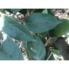 bibit tumbuhan cincau hijau perdu ~ cincau perdu ~ premna oblongifolia merr ~ cincau pohon, cincau hijau, camcau hijau pohon 10kg * * sms= + 628132-622-0589 * * sms= + 6281-901-389-117 * * email= nurida479@ rocketmail.com description: ~ cincau hijau ramba