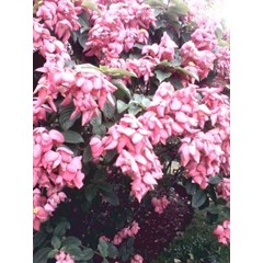 nusa indah~ nusa indah ~ mussaenda pubescens ~ familia = rubiaceae * * sms= + 62858-763-89979 * * sms= + 6281-32622-0589 * * sms= + 6281-901-389-117 * * email= nurida479@ rocketmail.com klasifikasi tanaman nusa indah disebut dengan mussaenda pubescens ada