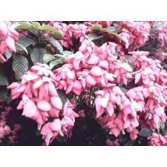tanaman nusa indah~ nusa indah ~ mussaenda pubescens familia = rubiaceae * * sms= + 62858-763-89979 * * sms= + 6281-32622-0589 * * sms= + 6281-901-389-117 * * email= nurida479@ rocketmail.com klasifikasi ~ tanaman nusa indah disebut dengan mussaenda pubes