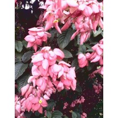 bibit tanaman nusa indah~ nusa indah ~ mussaenda pubescens familia = rubiaceae * * sms= + 62858-763-89979 * * sms= + 6281-32622-0589 * * sms= + 6281-901-389-117 * * email= nurida479@ rocketmail.com klasifikasi ~ tanaman nusa indah disebut dengan mussaenda