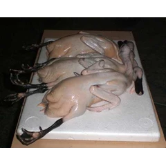 daging bebek karkas