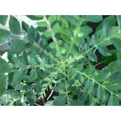 bumbu gulai salam koja ( murraya koenigii) salam koja, daun kari, temurui.. ~ curry tree, curry leaves... * * sms= + 62858-7638-9979 * * sms= + 6281-32622-0589 * * sms= + 6281-901-389-117 * * email= nurida479@ yahoo.com salam koja ( murraya koenigii ) syn