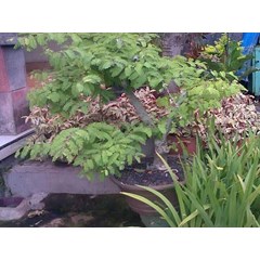 asam jawa ~ tamarindus indica, linn.~ tamarind ~ tamarinier ~ asam jawa ~ indonesian celangi, tangkal asem * * sms= + 6285876389979 * * sms= + 6281326220589 * * sms= + 6281901389117 * * nurida479@ rocketmail.com
