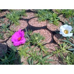 portulaka ~ portulaca grandiflora hook.~ familia= portulacaceae * * sms= + 62858-7689-5878 * * sms= + 6281-32622-0589 * * sms= + 6281-901-389-117 * * email= nurida7899@ yahoo.com klasifikasi ~ tanaman portulaka disebut dengan portulaca grandiflora hook. s
