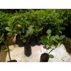 bibit jambu biji kristal