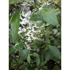 bibit kumis kucing ~ orthosiphon~ cats whisker ~ indonesian tanaman kumis kucing ~ cats whisker ~ orthosiphon stamineus benth. ~ familia: lamiaceae ~ nama simplesia: orthosiphonis herba indonesia= kumis kucing, remujung ( jawa) malaysia= misai kucing. pi