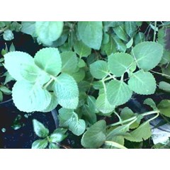 coleus amboinicus lour ~ plectranthus amboinicus ( l.) spreng.~ indonesian daun jinten ~ daun bangun-bangun ~ daun hati-hati ~ sukan ~ acerang ~ daun kucing, daun kambing ~ majha nereng * sms= + 6285876389979 * sms= + 6281326220589 * sms=
