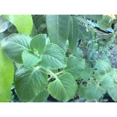 tumbuhan bangun-bangun ~ coleus amboinicus lour ~ plectranthus amboinicus ( l.) spreng.~ indonesian daun jinten, bangun-bangun, daun hati-hati, ~ sukan ~ acerang ~ daun kucing, daun kambing ~ majha nereng ~ iwak * * sms= + 6285876389979 * * sms= + 6281326