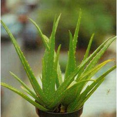aloe vera linn ~ medicinal aloe ~ crocodiles tongues , jadam , salvila , lu hui ~ aloe barbadensis, mill. aloe vulgaris, lamk. ~ indonesian lidah buaya ~ tanaman lidah buaya * * sms= + 6285876389979 * * sms= + 6281326220589 * * sms= + 6281901389117