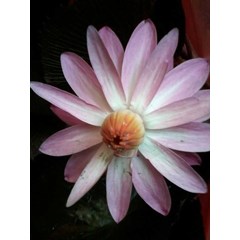 tanaman teratai , bibit teratai , padma, seroia, terate, tarate, taratai besar. ~ nelumbium nelumbo druce * * sms= + 6281901389117 * * sms= + 6285876389979 * * sms= + 6281326220589 * * email= nurida479@ rocketmail.com