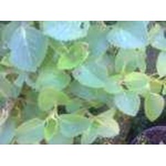 sukan ~ daun bangun-bangun ~ coleus amboinicus lour ~ plectranthus amboinicus ( l.) spreng.~ indonesian daun jinten, bangun-bangun, daun hati-hati ~ sukan ~ acerang ~ daun kucing, daun kambing ~ majha nereng ~ iwak ~ golong * * sms= + 6285876389979 * * sm