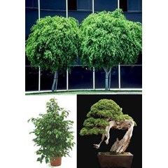beringin ( ficus benjamina)