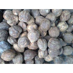 * * * * * supplier kemiri * * * * *
