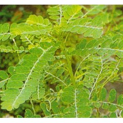 tanaman herbal meniran ~ stonebreaker ~ small gooseberry ~ phyllanthus niruri l. ~ phylanthus alatus, bl. ~ jual daun, batang, akar meniran kering bersih tanpa kotoran * * sms= + 62858-763-89979 * * sms= + 6281-32622-0589 * * sms= + 6281-901-389-117 * * n