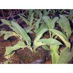 comfrey~ kompri ~ komfrey ~ symphytum officinale l. em, ~ k' ang fu li ~ knitbone * * sms= + 6281326220589 * * sms= + 6281901389117 * * sms= + 6285876389979 * * nurida479@ rocketmail.com
