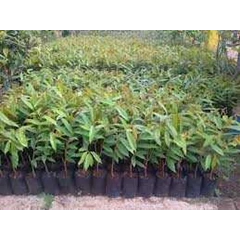 bibit mangga chokanan